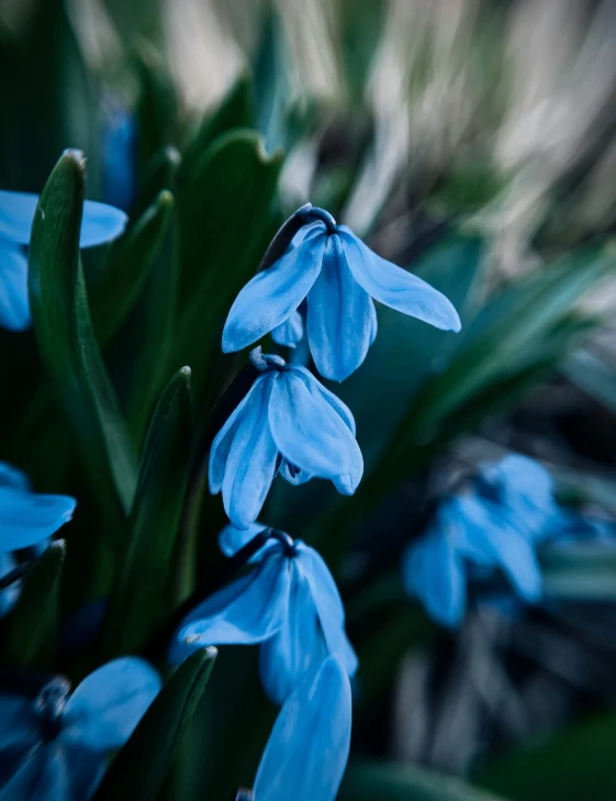 the large blue flower has long green stems