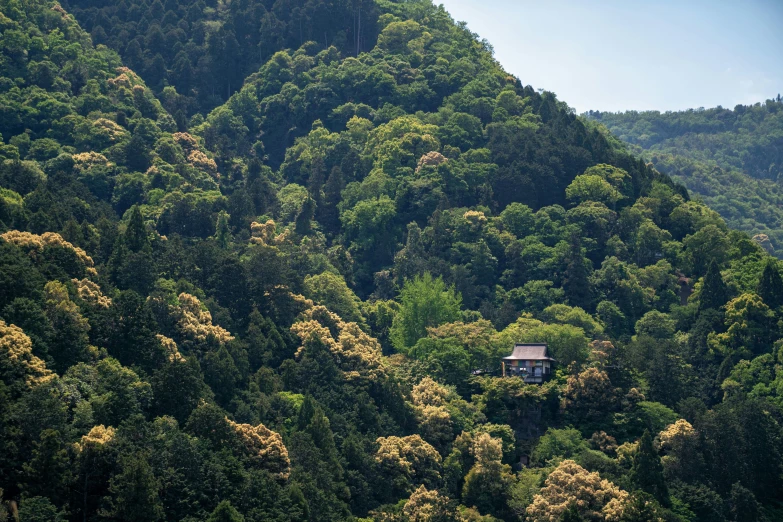 an house in the distance between trees with yellow leaves on it