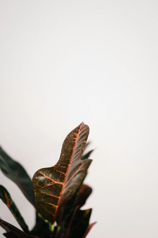 an orange vase with green leaves is featured in this image