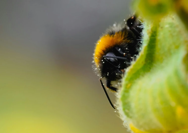 a closeup image of a yellow and black bee with its head in a flower