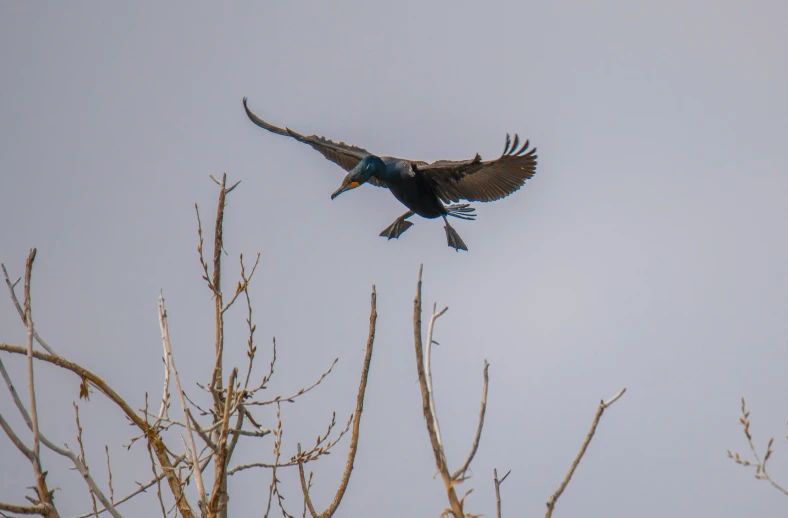 an odd looking bird flying in the air with its wings spread wide