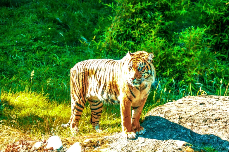 a tiger is standing on top of a rock