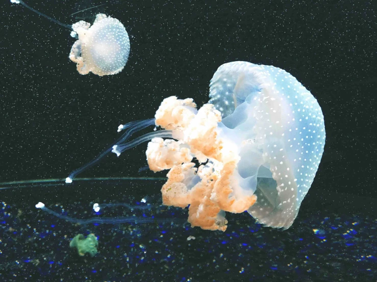 two jellyfish swimming in a large aquarium