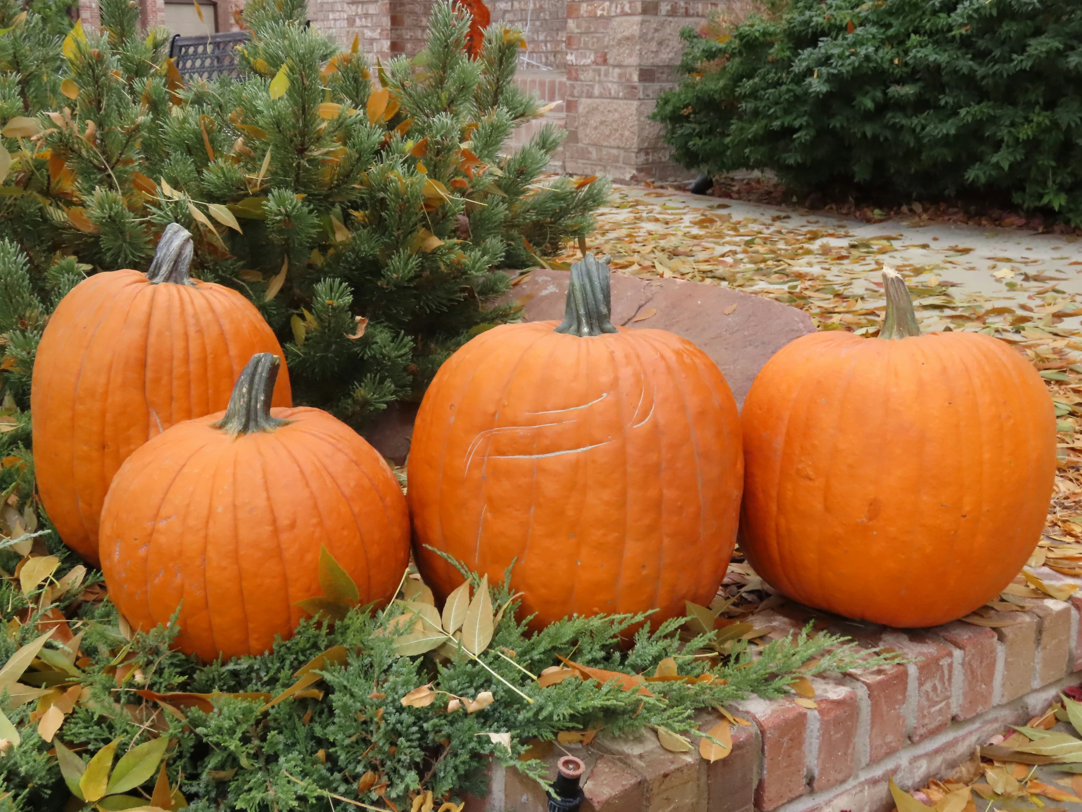 a bunch of pumpkins on top of a brick block