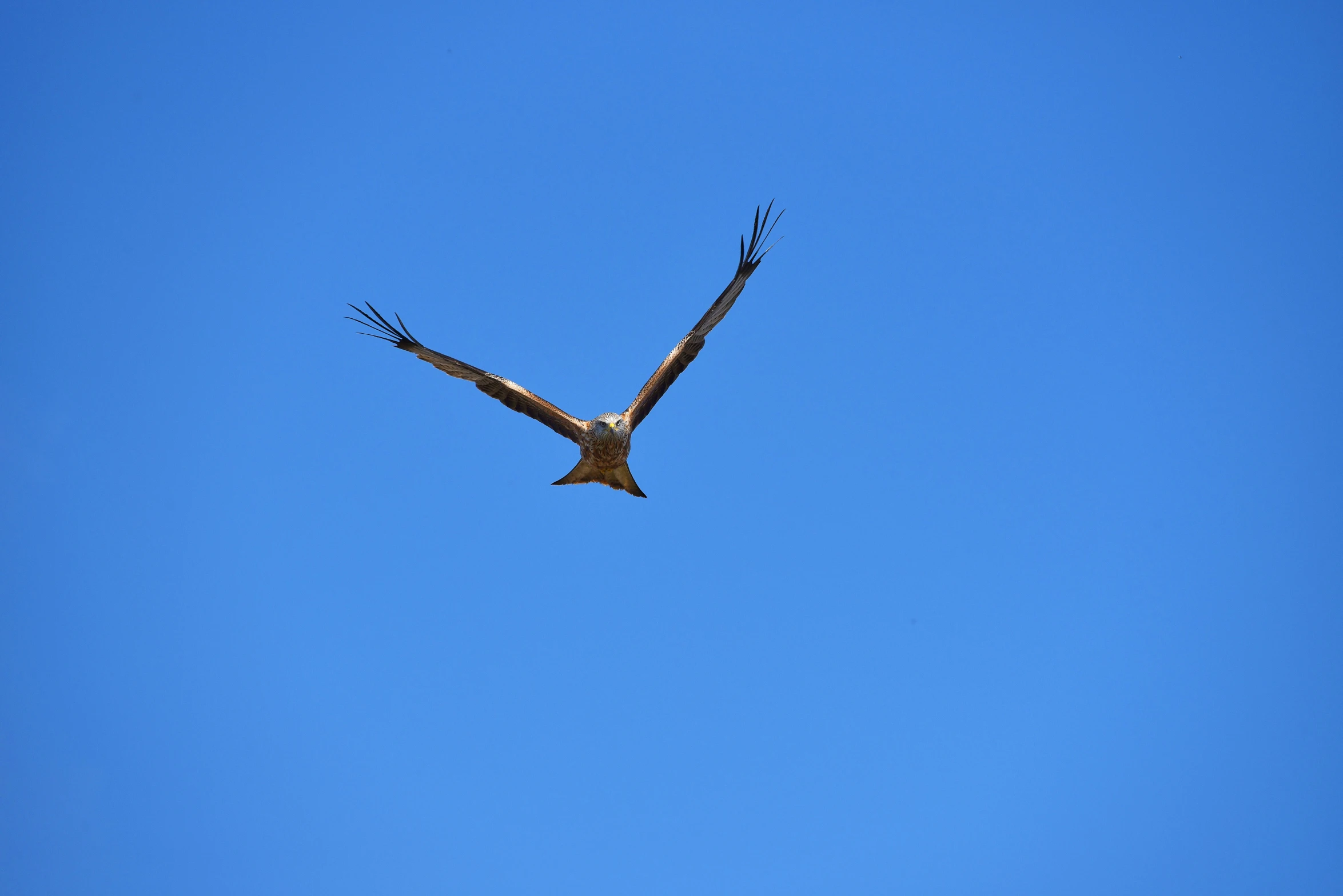 a big bird flying in the air above