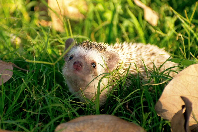 an image of a little animal in the grass