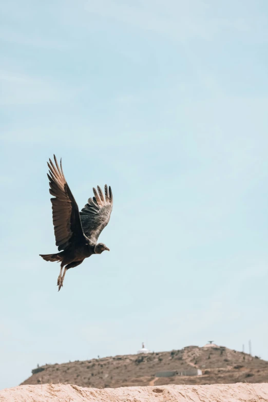 bird flying near hill with rock outcropping in the foreground