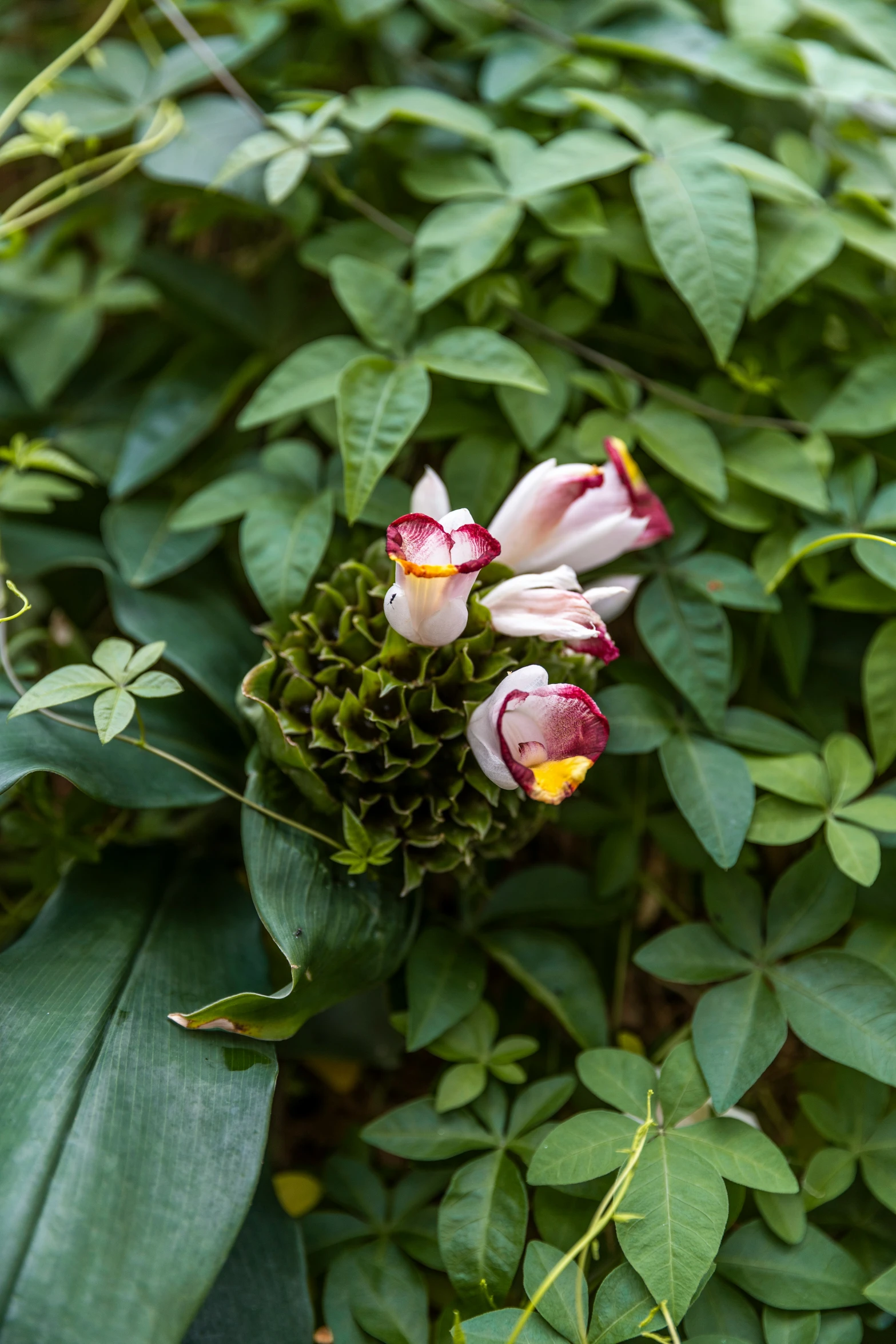 a group of four pink flowers with green leaves around them