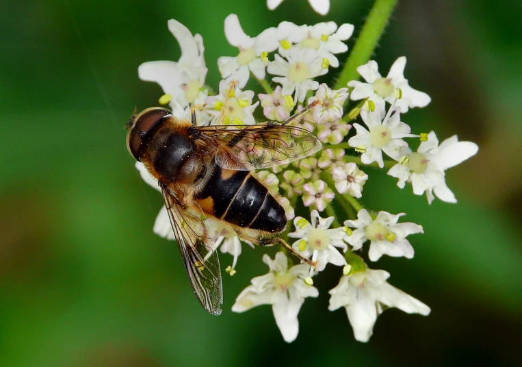 the large fly is perched on a small flower