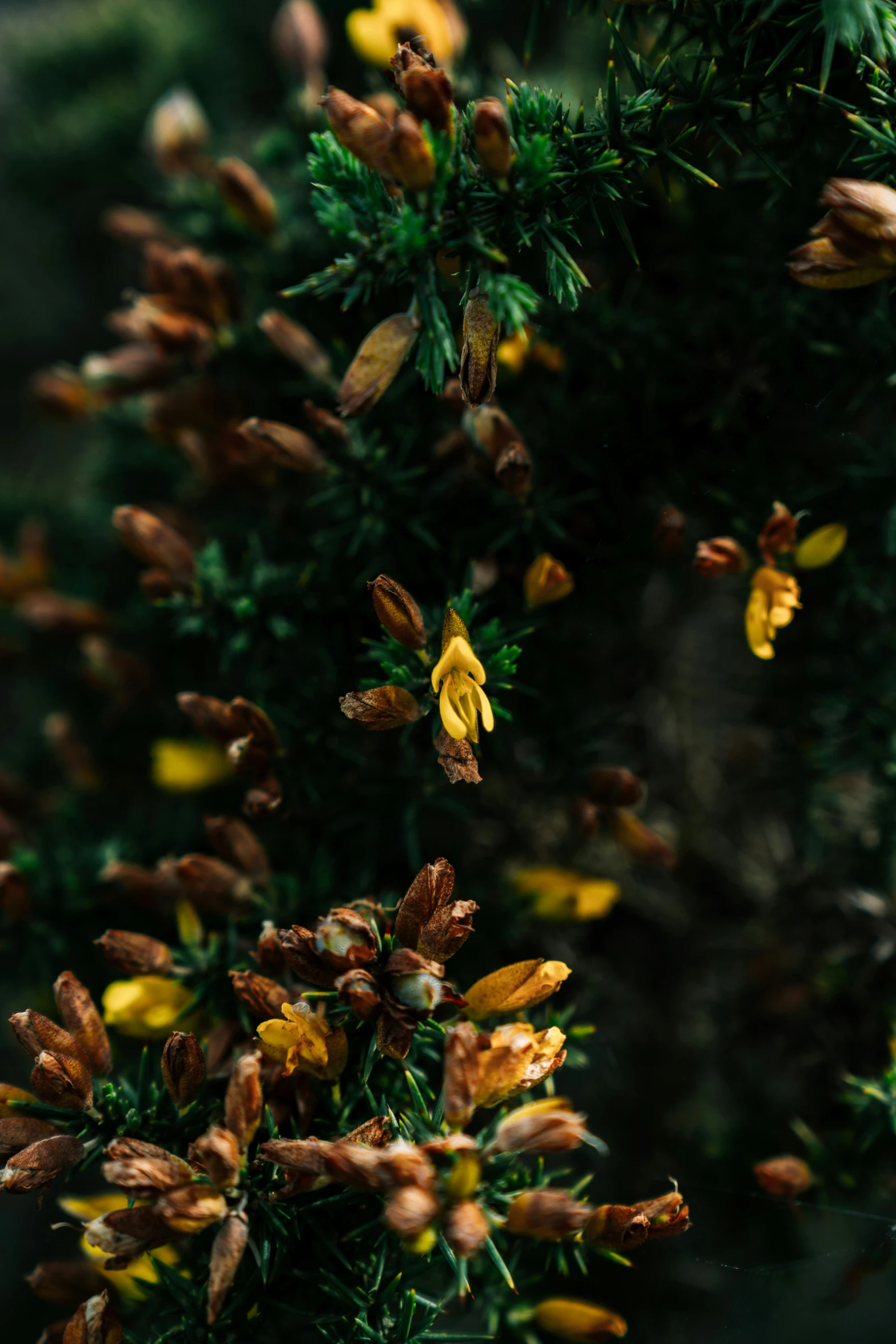 the yellow flowers of a tree are almost ready to bud up