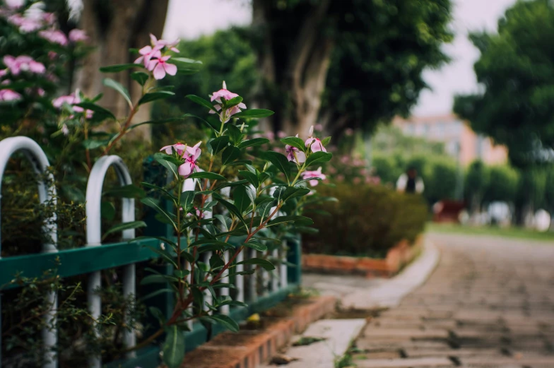 the fence around the bush is holding flowers in bloom