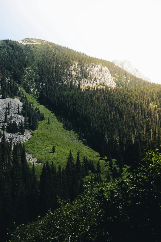 some trees that are sitting on a hill