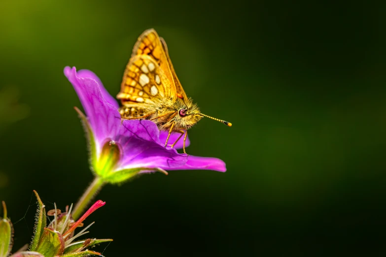 a yellow erfly sitting on a purple flower