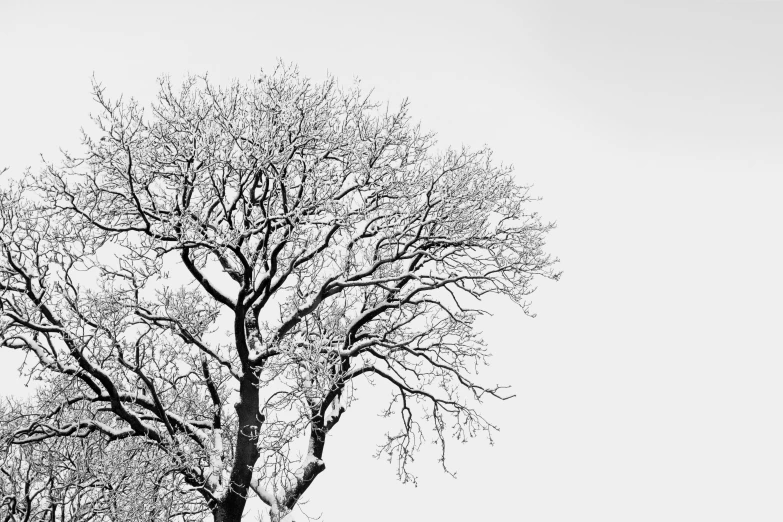 a black and white po of a bare tree