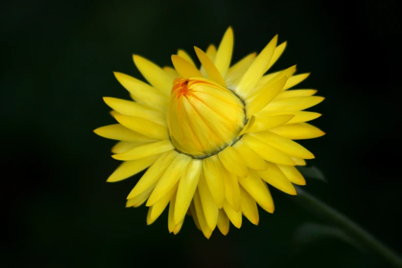 a bright yellow flower with lots of petals