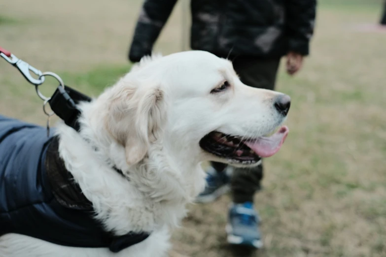 a white dog wearing a sweater on top of it's back