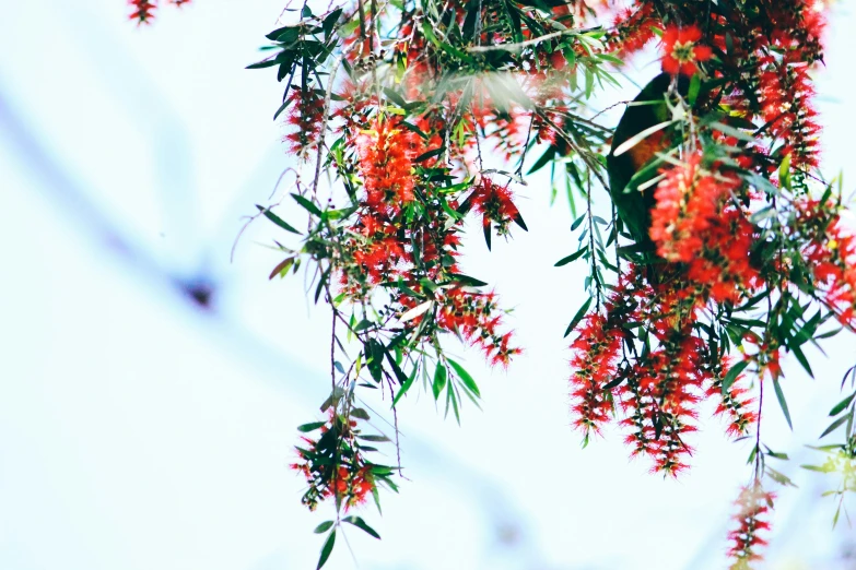 a tree that has many flowers hanging from it