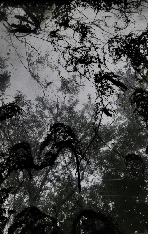 an upward view of trees in a forest under cloudy skies