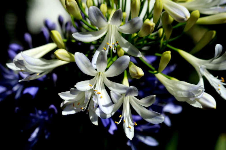 white flowers with yellow centers are in a bouquet