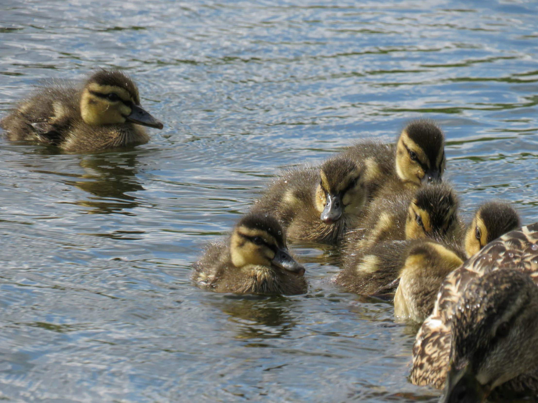 a group of ducks in the water with small ones