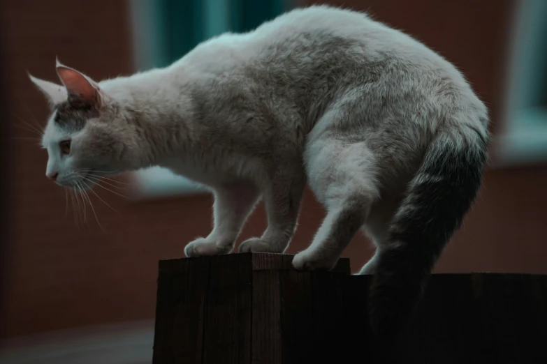 a cat is standing on top of a wooden object