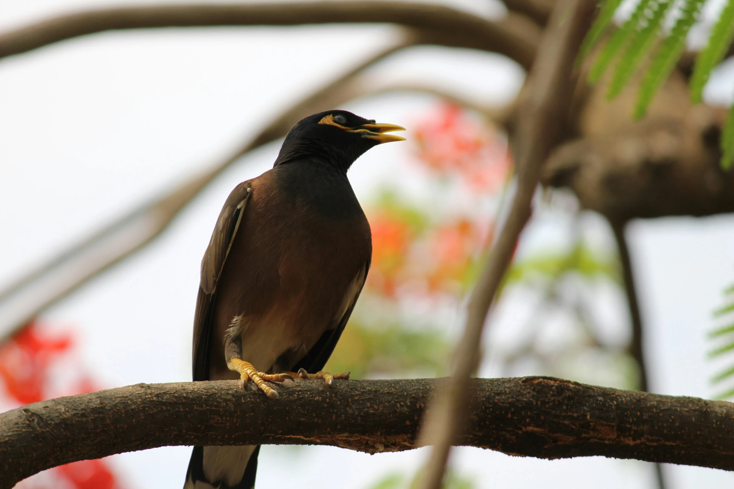 a bird perched on top of a tree nch