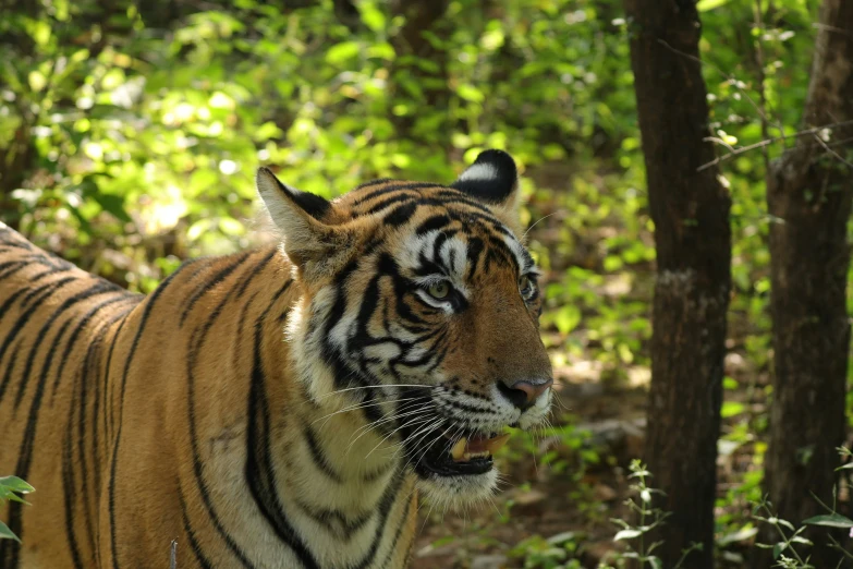 a large tiger with some trees and bushes in the background