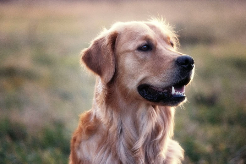 a golden retriever dog is shown posing for the camera