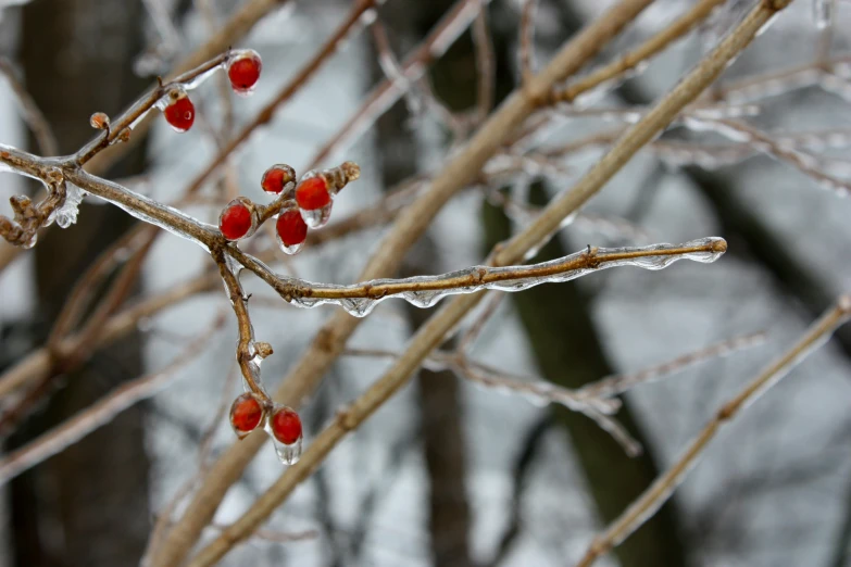 the red leaves have been frozen over on the tree