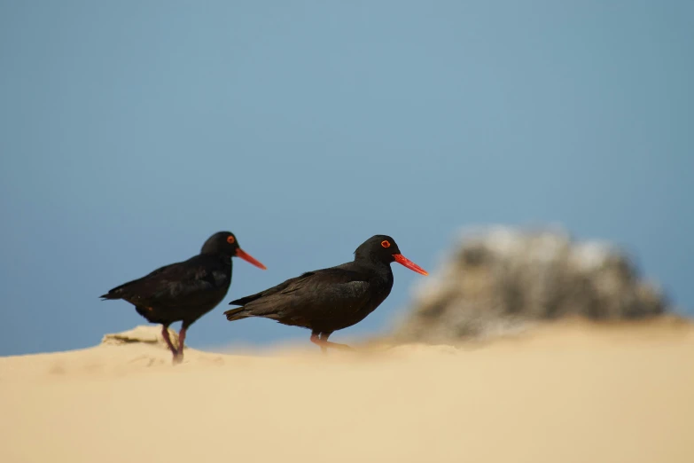 two black birds standing on a sandy hill