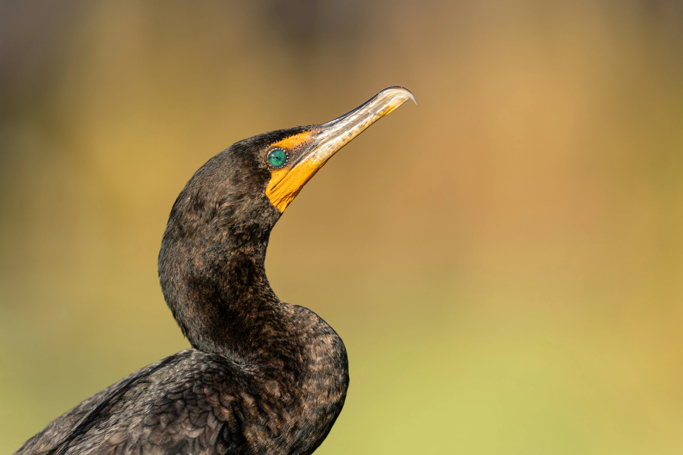 a closeup image of a small bird with a yellow beak