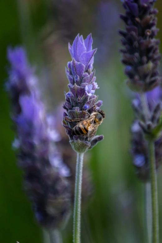 a bee sitting on a lavender flower in a field