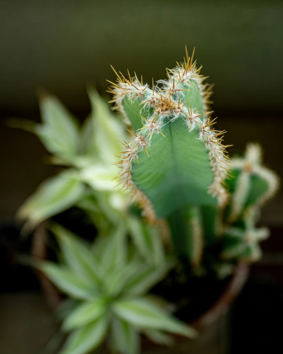 a small cactus is sitting next to a potted plant