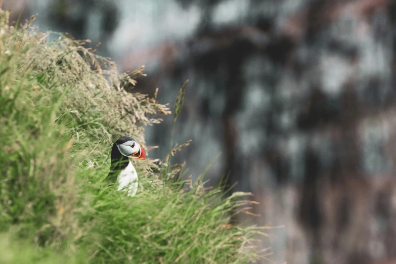 the bird is sitting on top of the tall grass