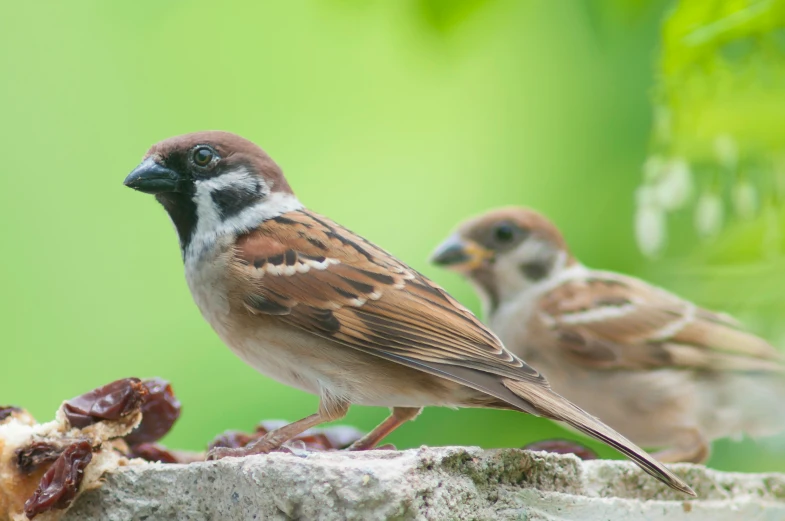 a couple of birds that are sitting on some concrete