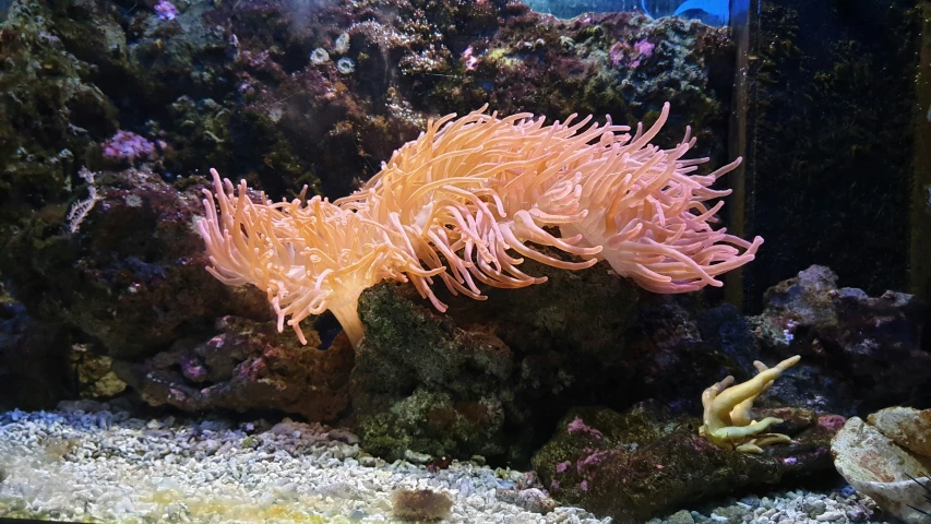 two sea life with corals in an aquarium