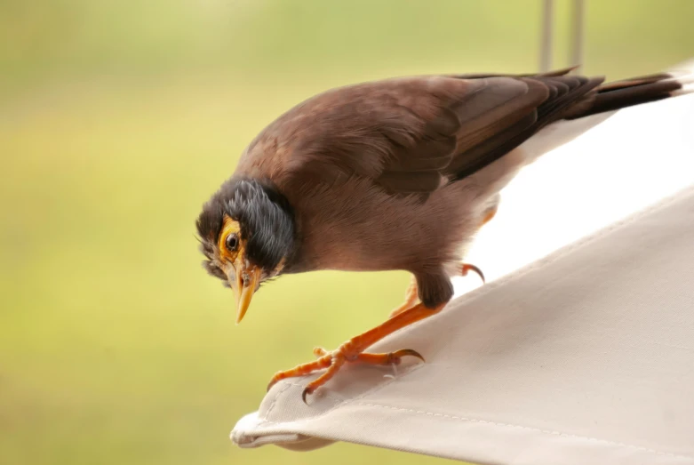 a close up of a bird on a chair