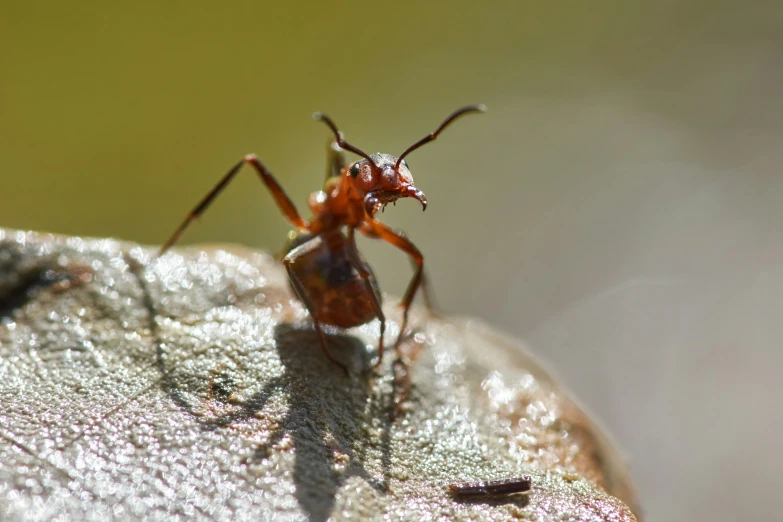 an ant bug on an old leaf outside