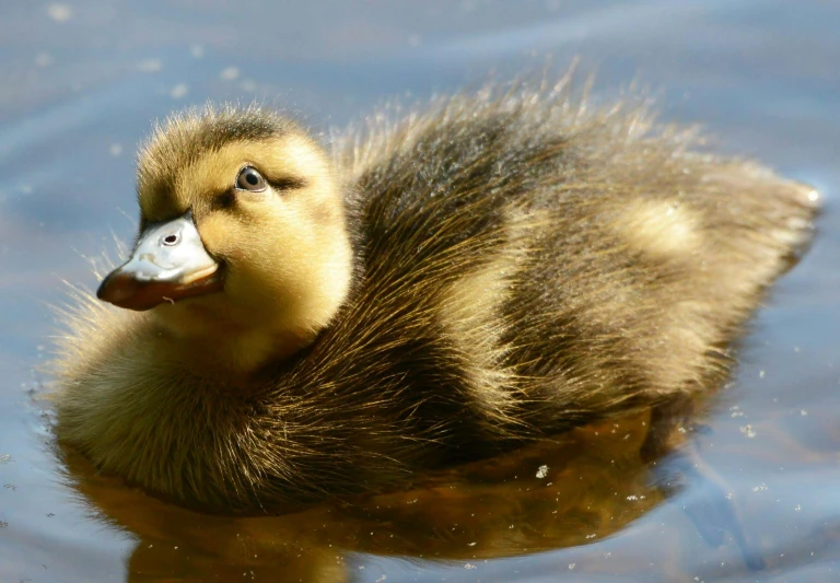the duckling swims in the water and is alert