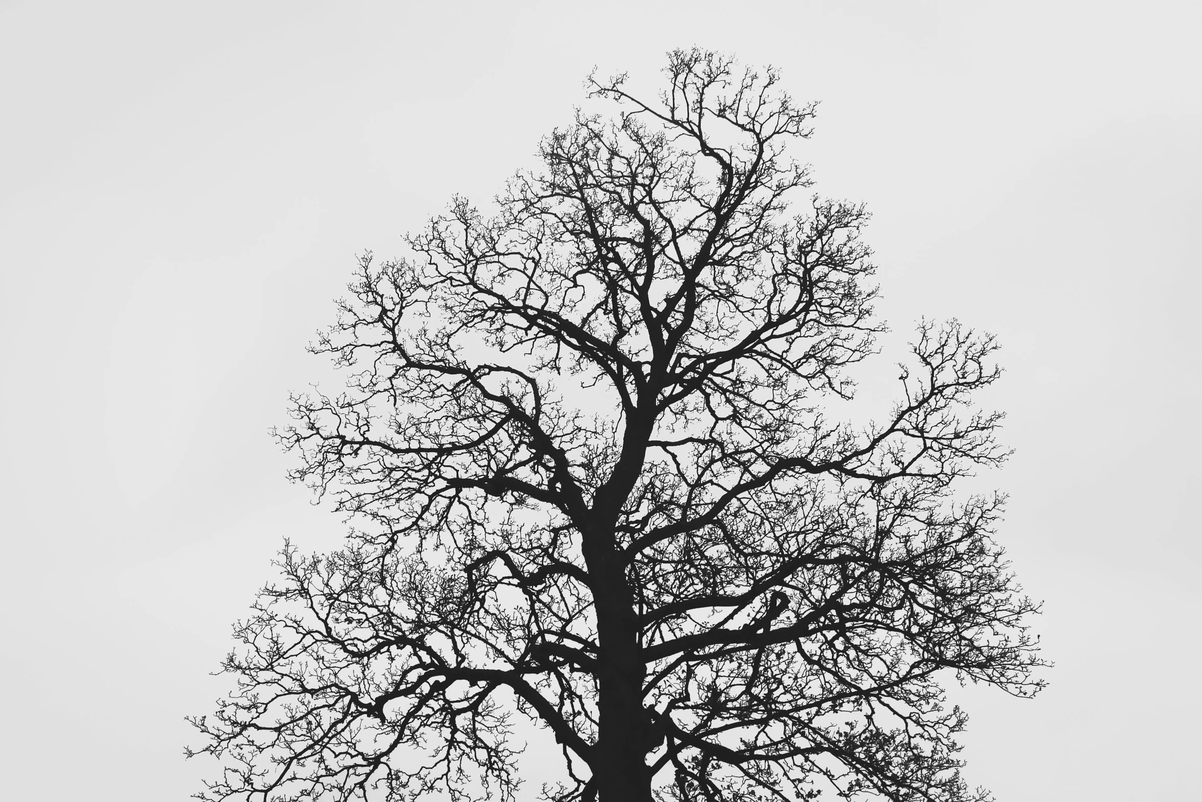 tree silhouette against gray sky with birds perched on nch