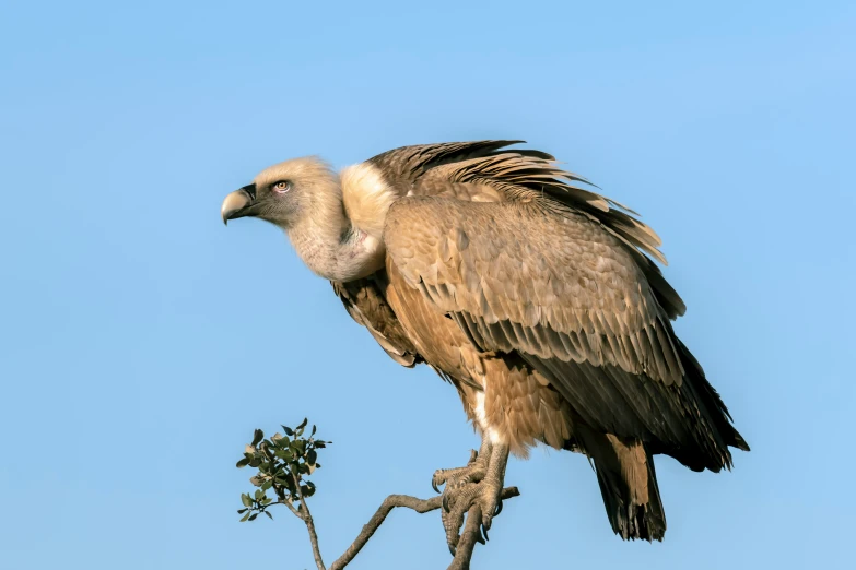 a large bird sitting on top of a leaf covered tree nch