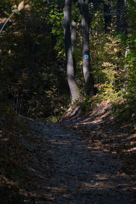 a trail going through some pretty trees with bushes