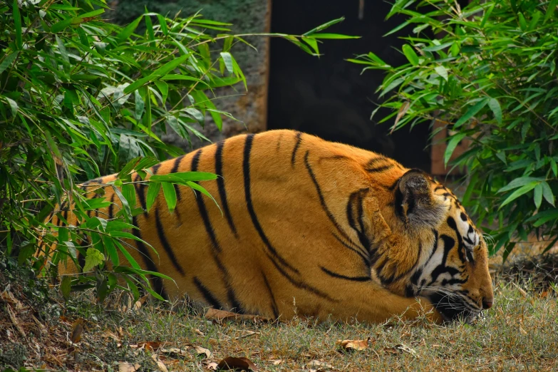 the big tiger has stripes on his fur