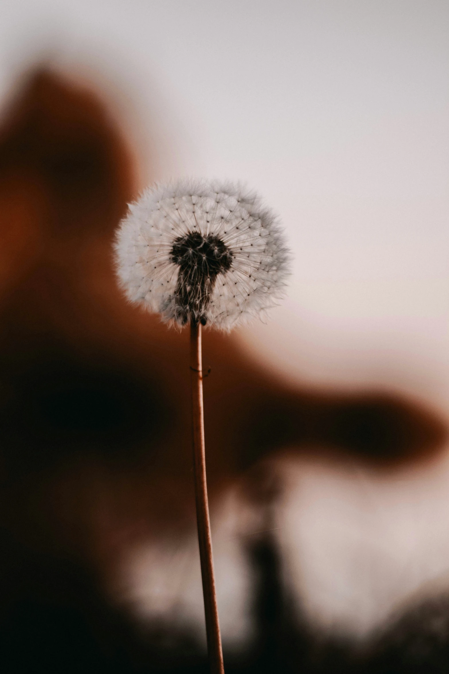 a close up of a dandelion with a person behind it