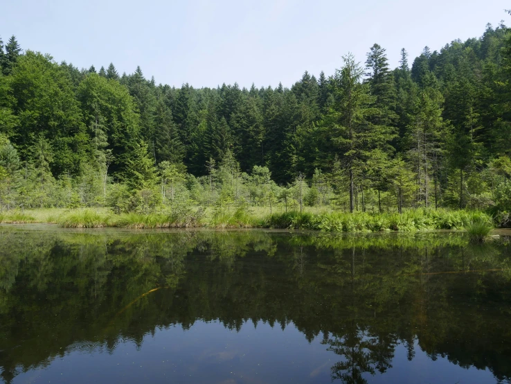 trees and bushes reflect in the still water