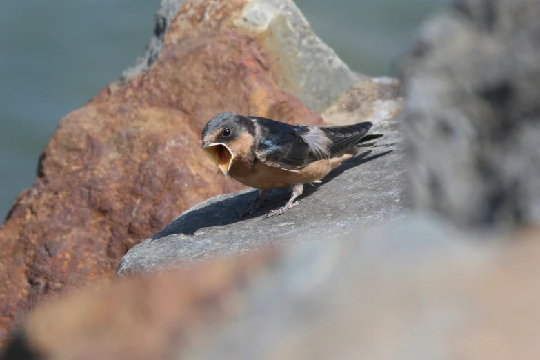 a little bird on a rock that is standing on the ground