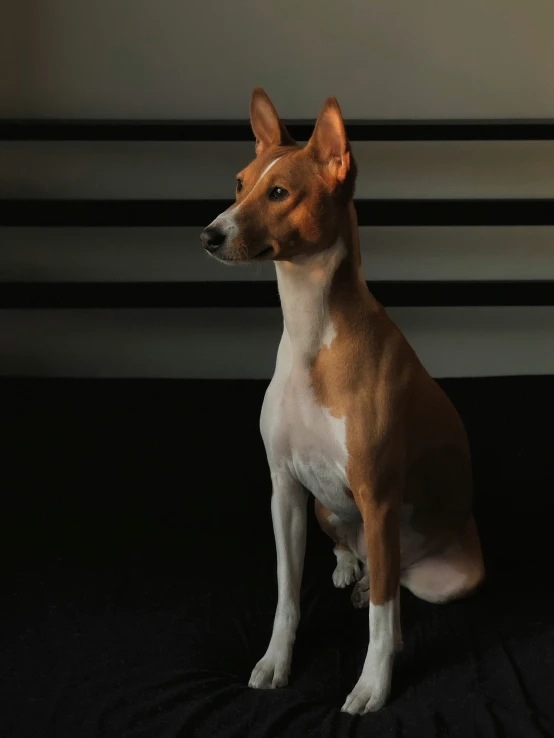 a small brown and white dog sitting on top of a black couch