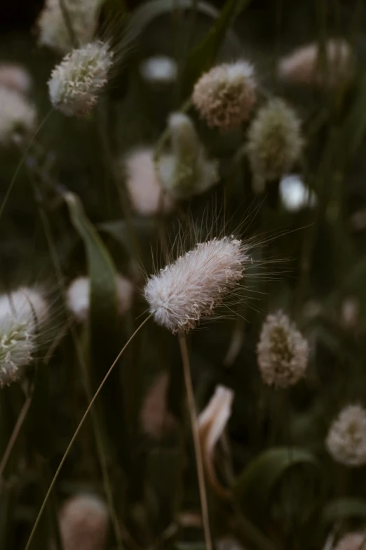 a bunch of small flowers on a grass covered field