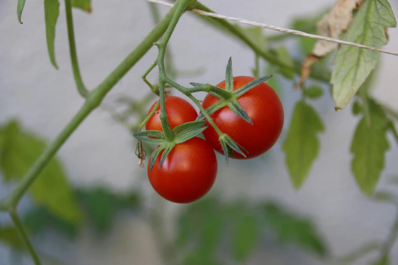 two tomato's resting on a vine in a small tree