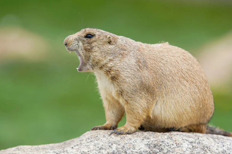 a capybara sitting on top of a rock